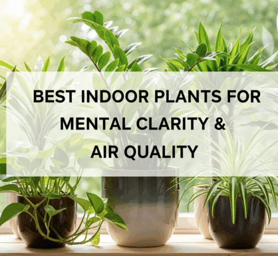 Best Indoor Plants for Mental Clarity & Air Quality